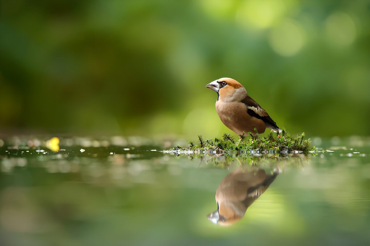 Vink bij het water