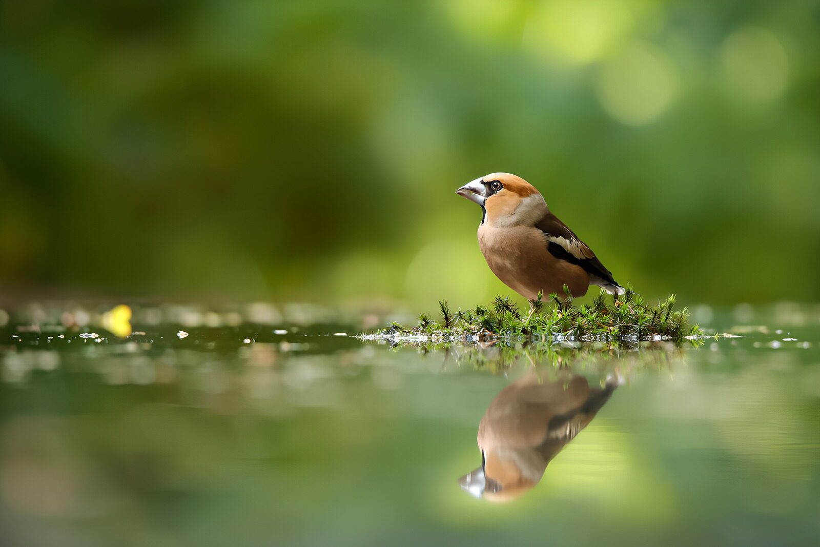 TP47404: Vink bij het water