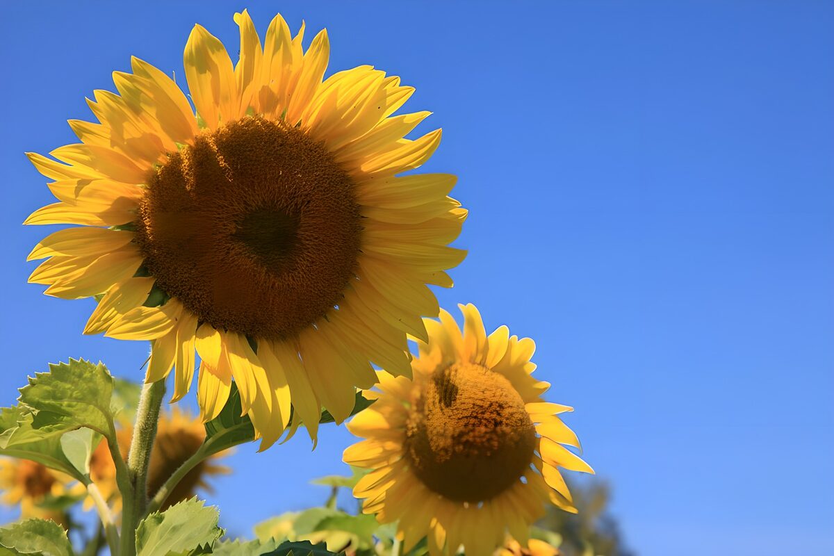 TP37242: Zonnige Zonnebloemen onder een Blauw Lucht