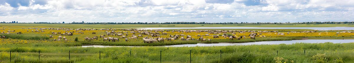 Prachtig Veld met Paarden en Bloemen