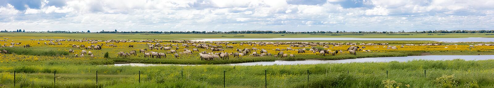 TP84212: Prachtig Veld met Paarden en Bloemen