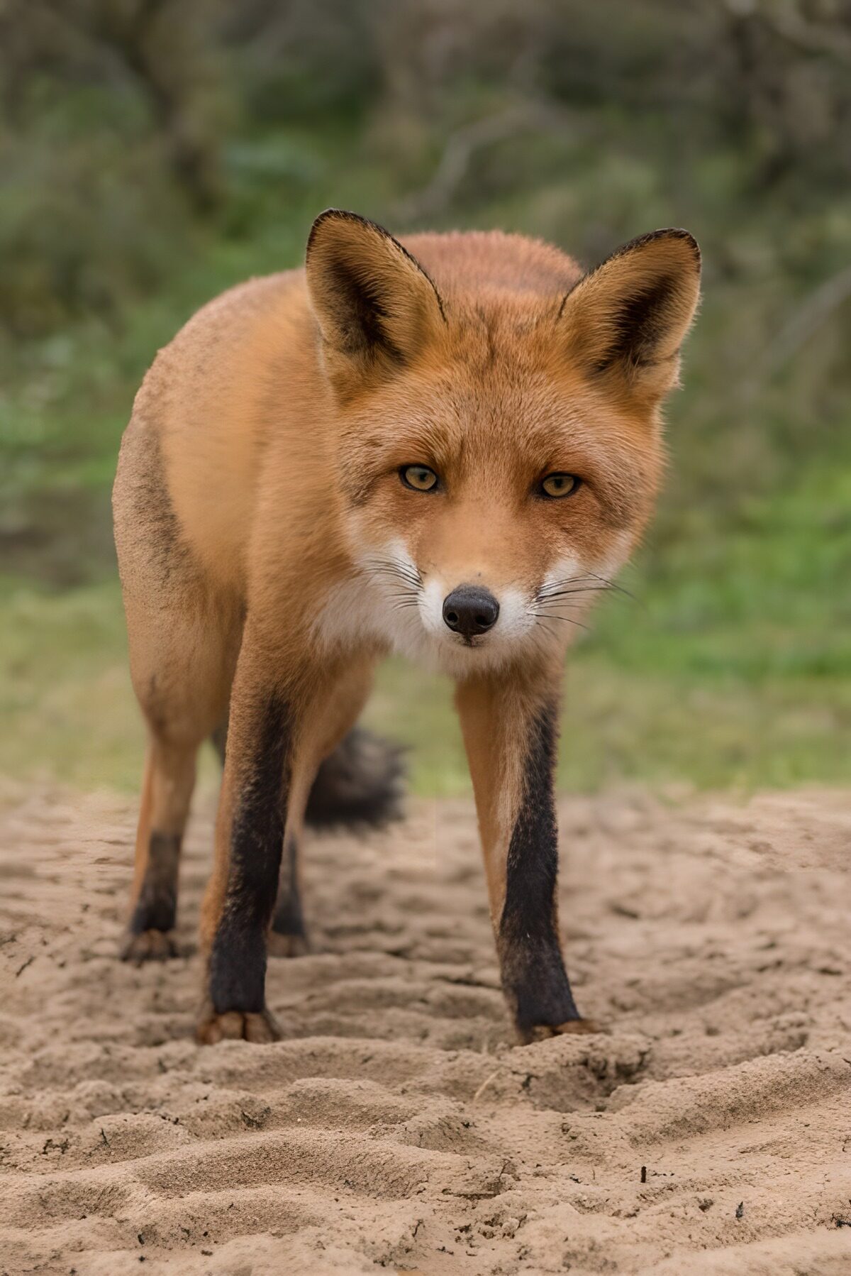 Waakzame vos in de natuur