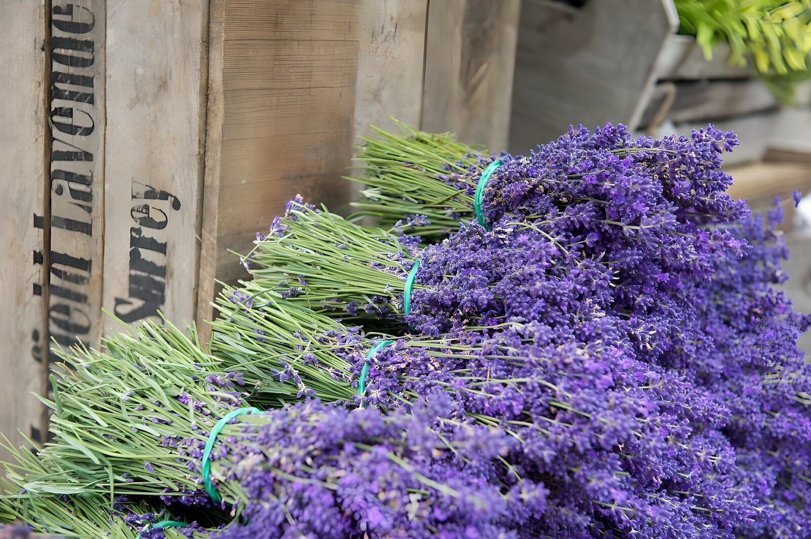 TP86455: Bloemen van Lavendel in de Zomer