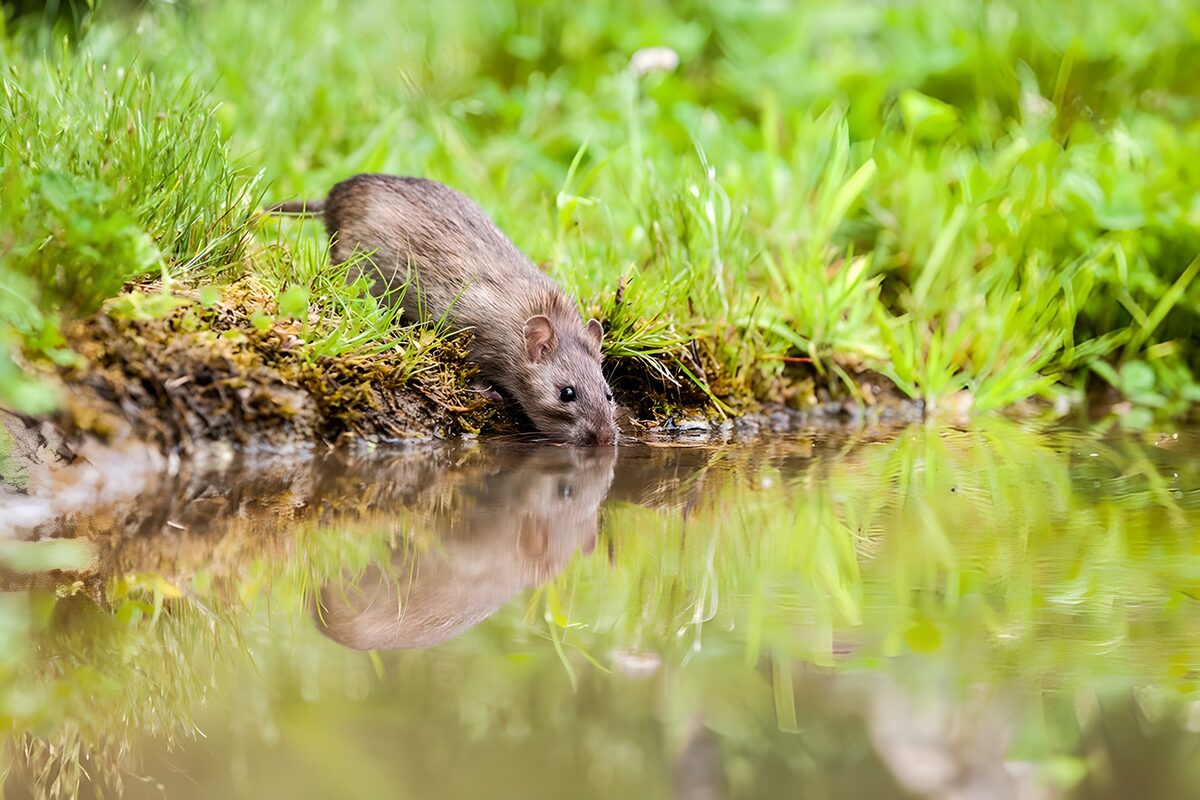 Rat aan het drinken langst de poel