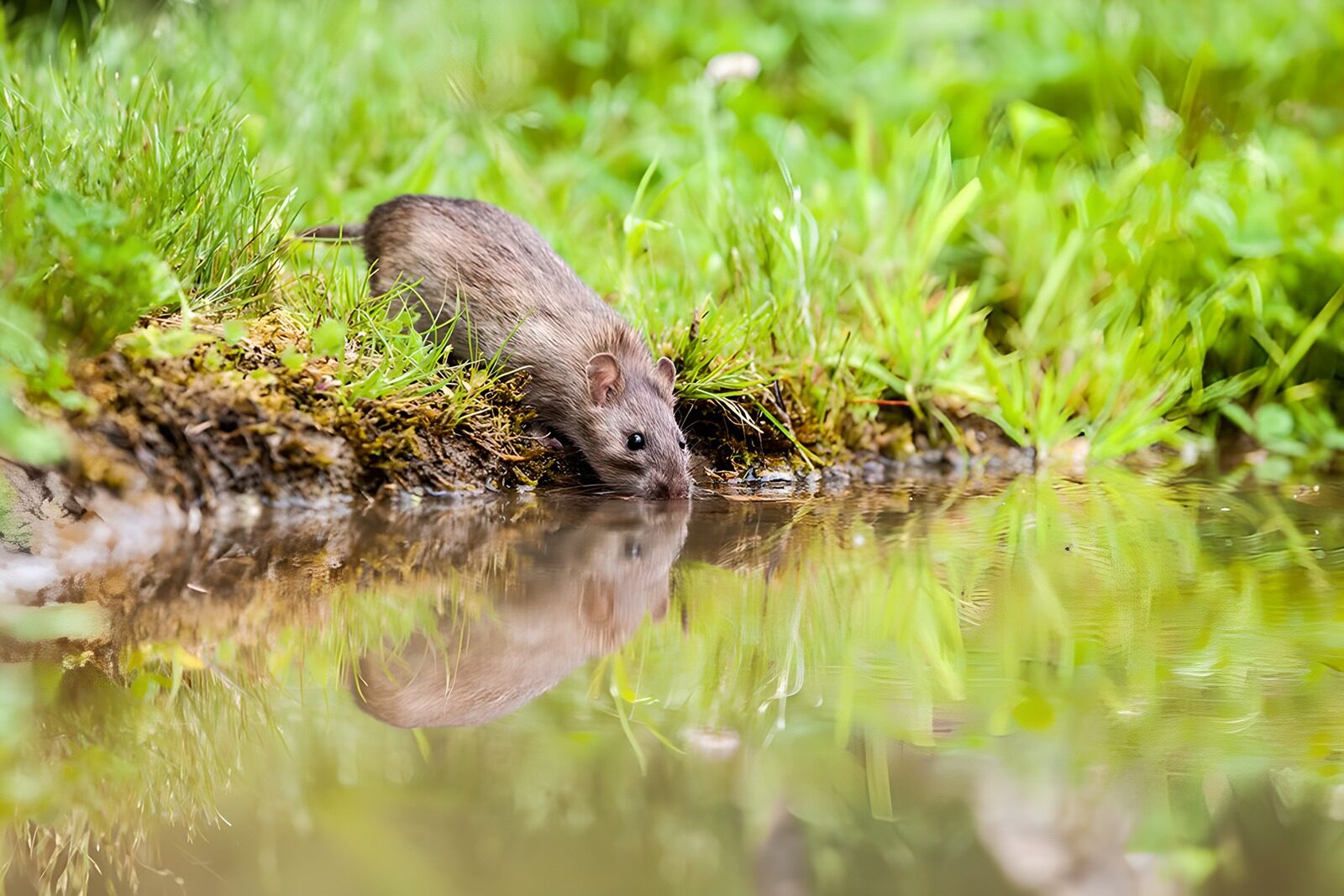 TP23163: Rat aan het drinken langst de poel