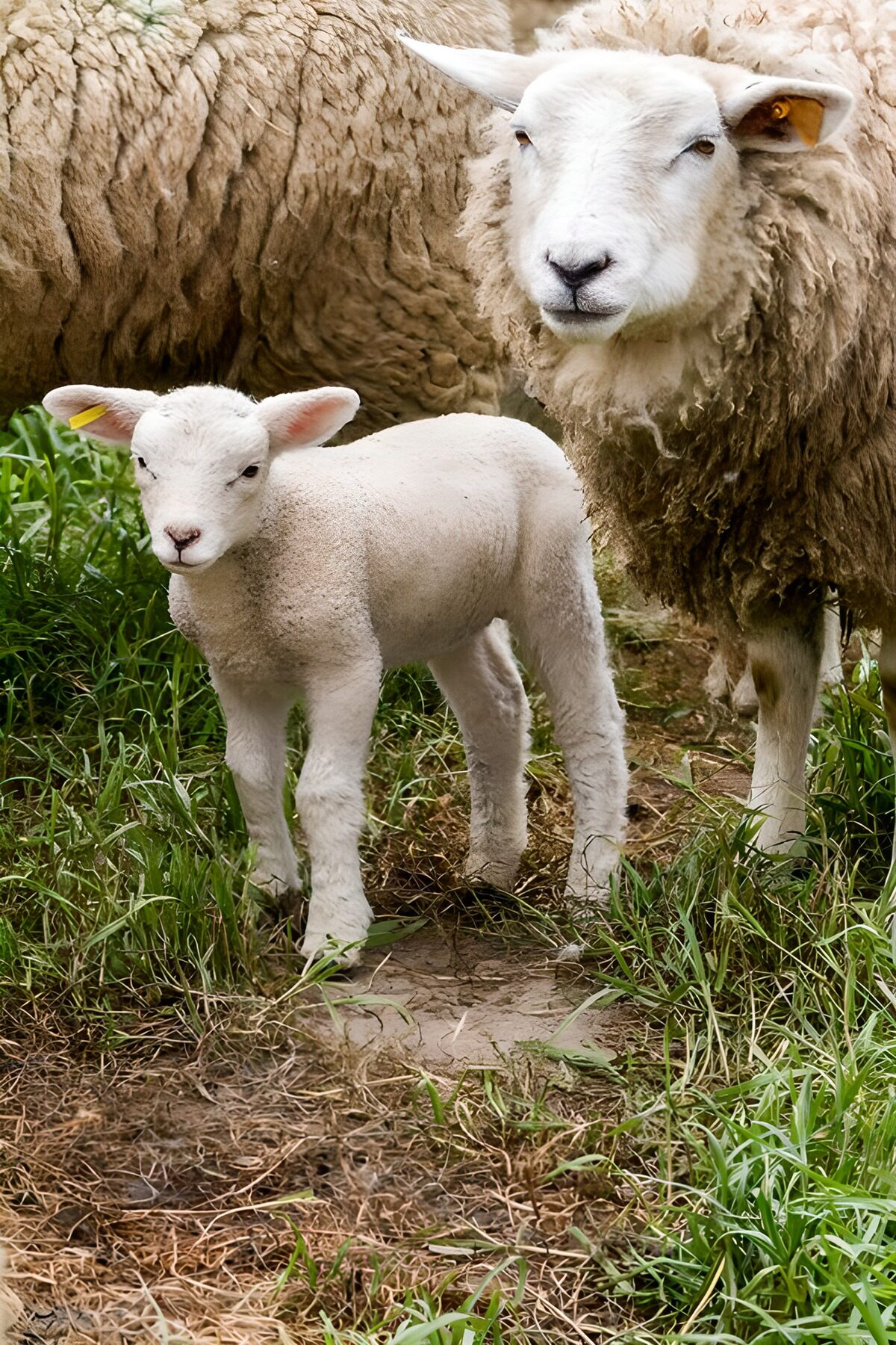 Lamsen met hun moeder in het gras