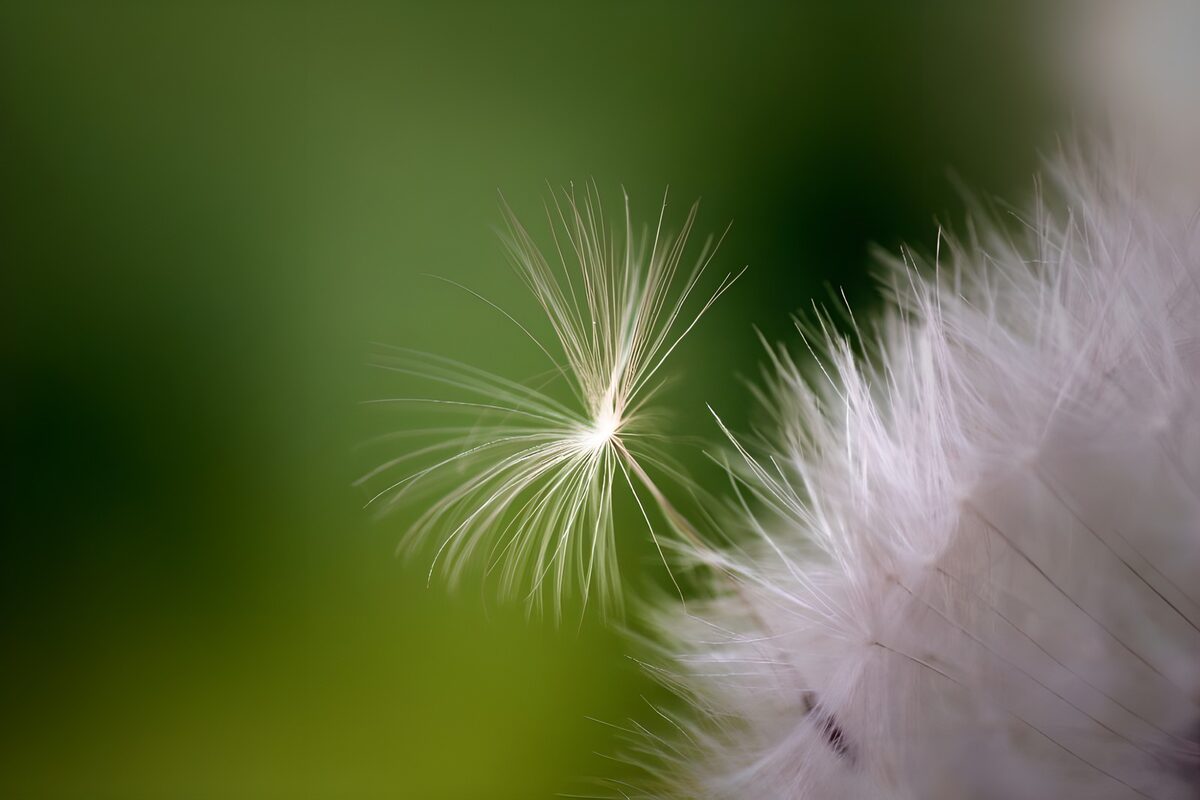 Pappus groene achtergrond
