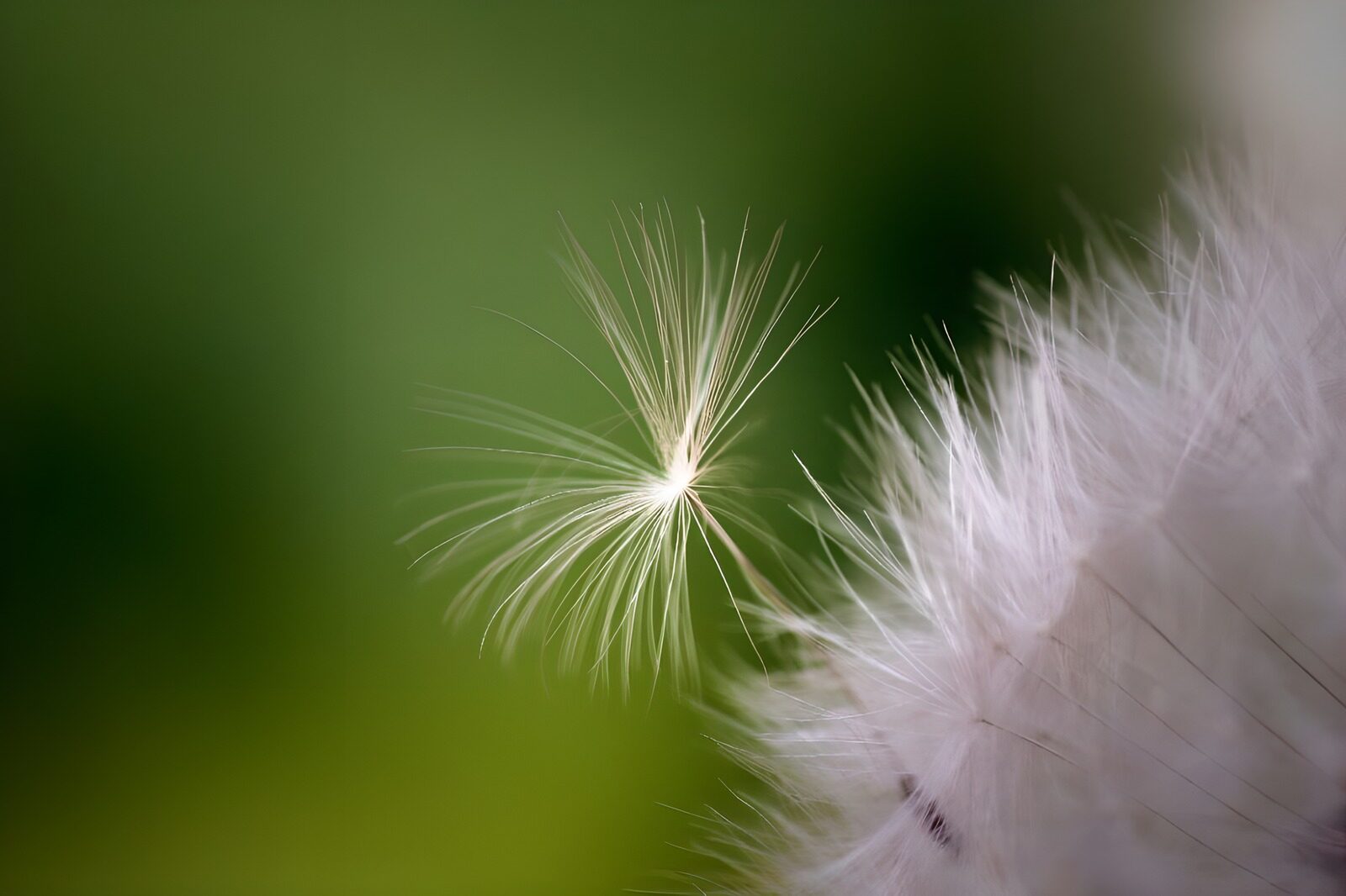 TP52672: Pappus groene achtergrond