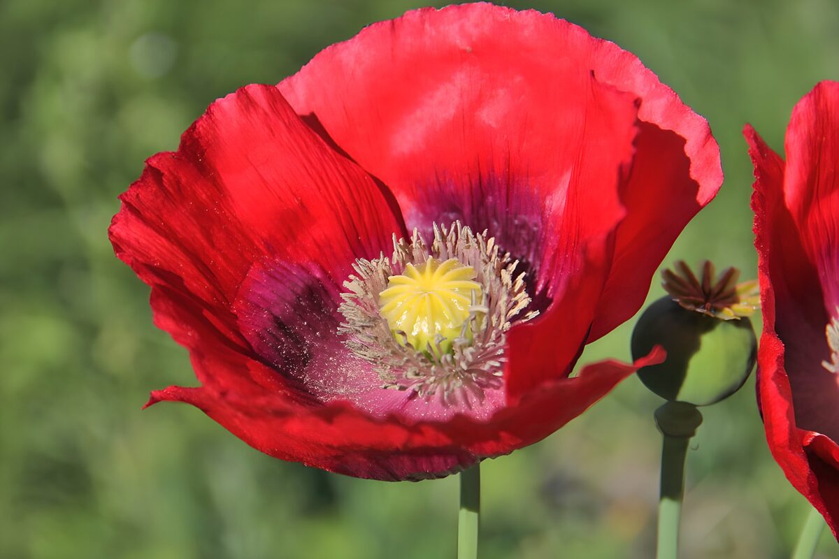 Poppies hart