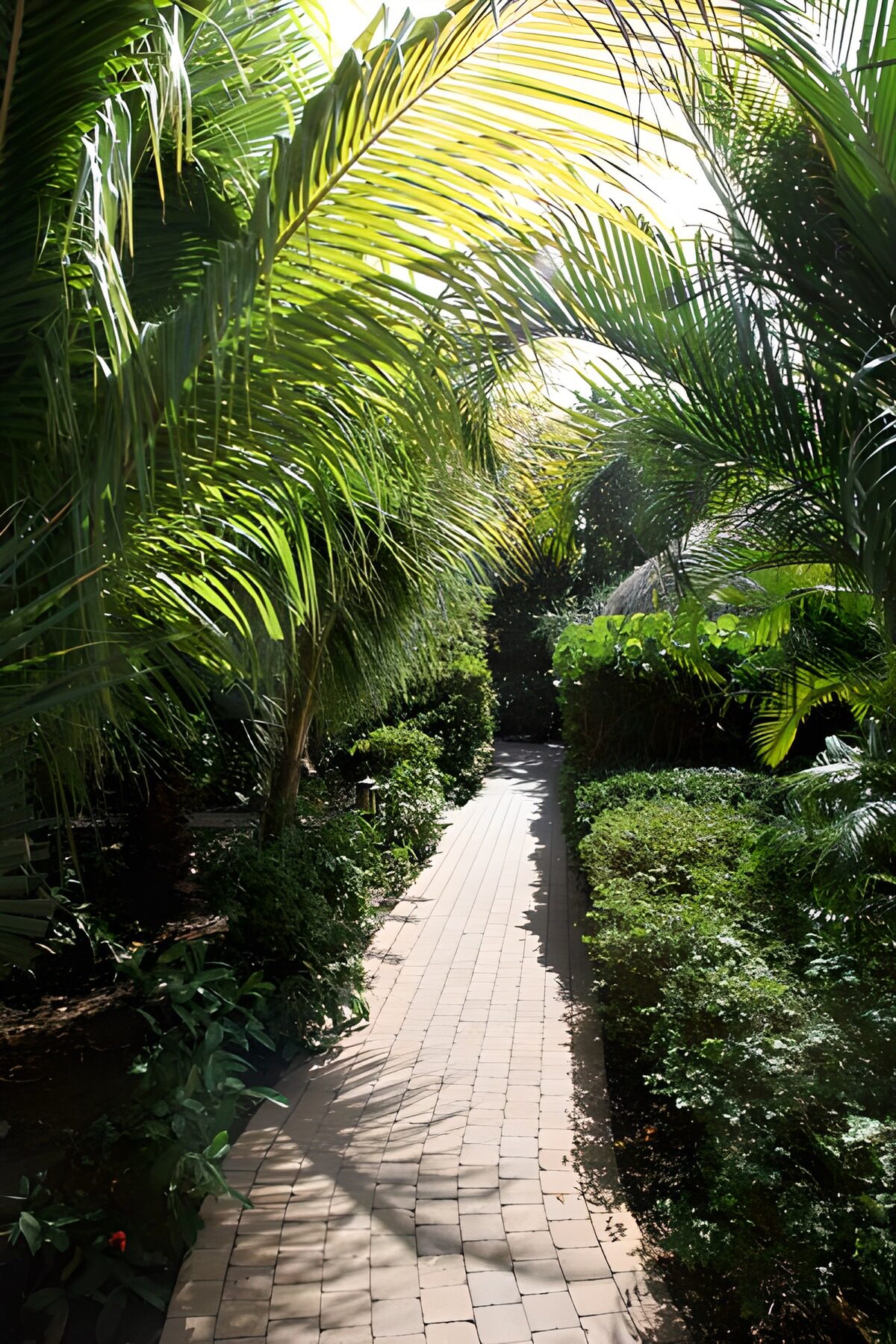 Paadje door palmbomen met groene begroeiing versie 2