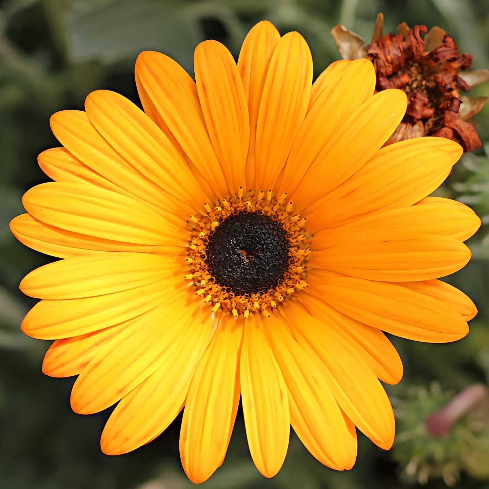 TP53278: Goude margriet