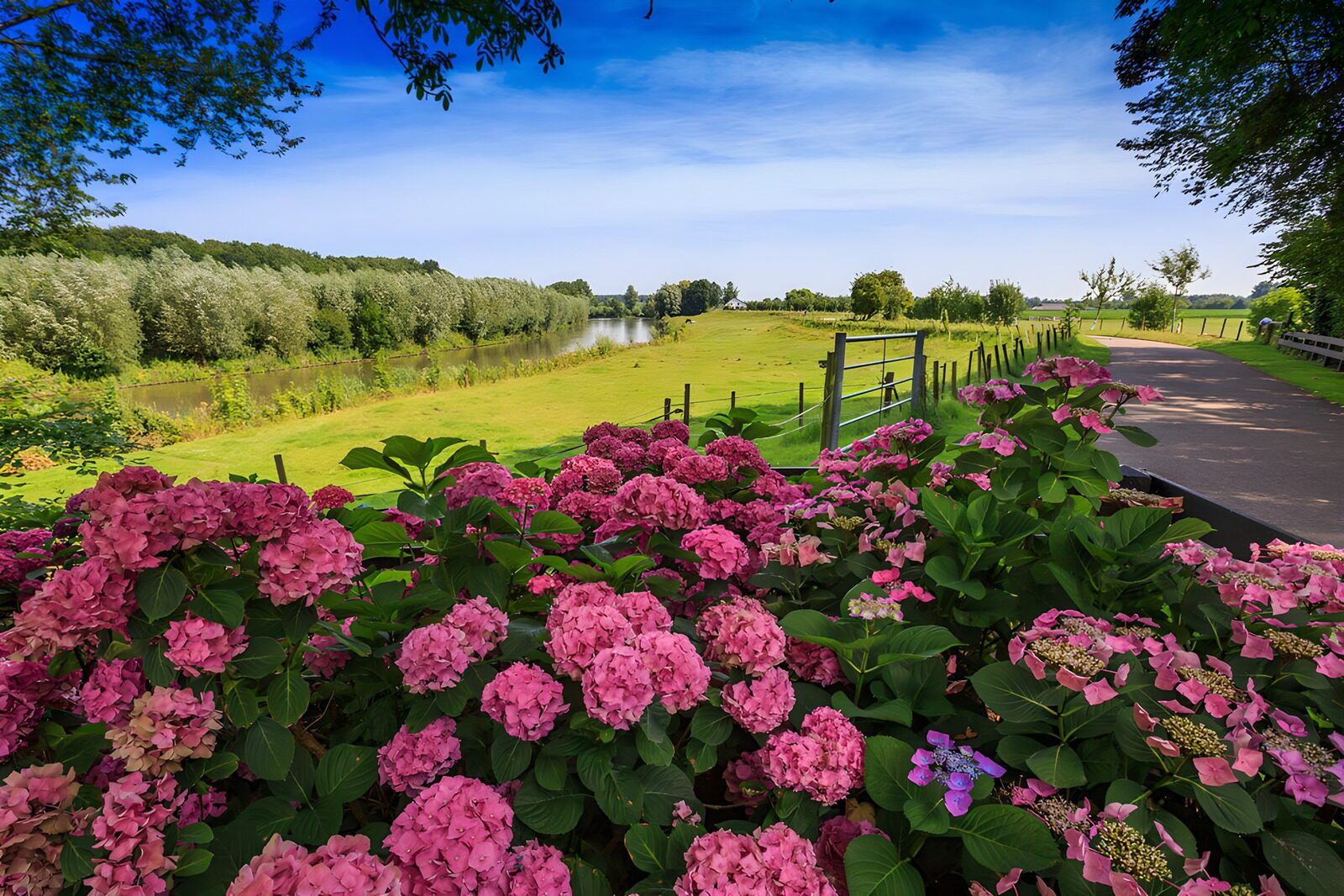TP57287: Prachtig uitzicht met hortensia's in de natuur