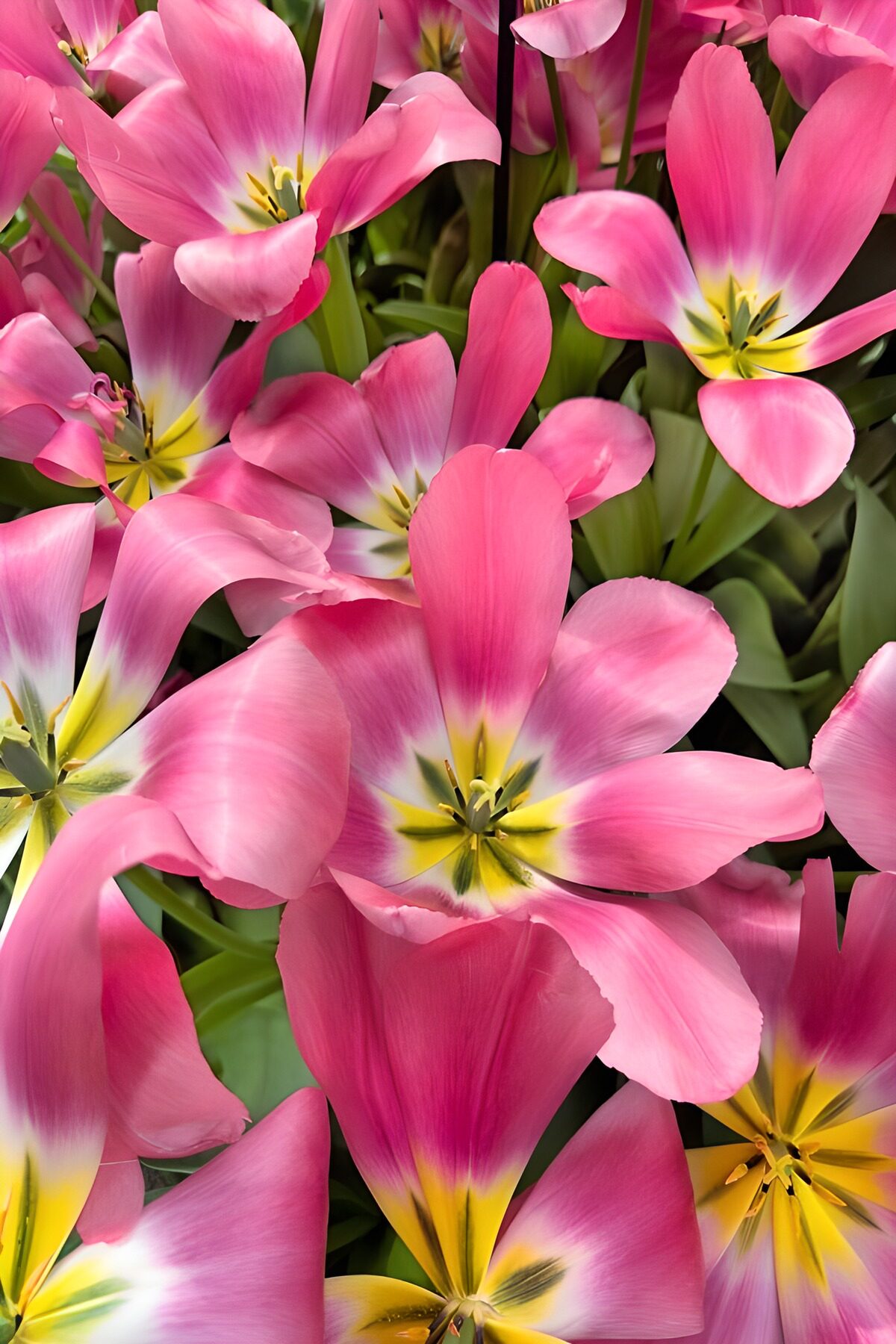 Kleurrijke tulpen in volle bloei
