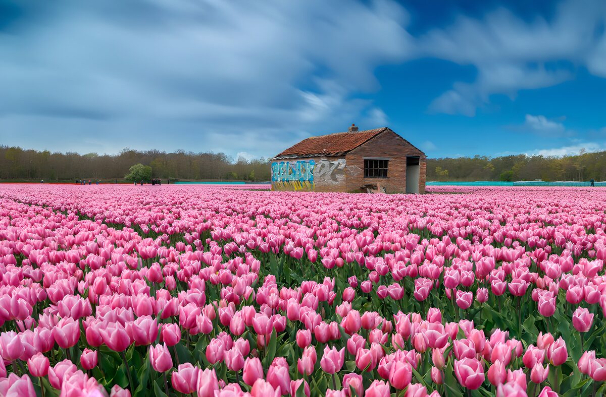 Bloemenpracht in een tulpenveld