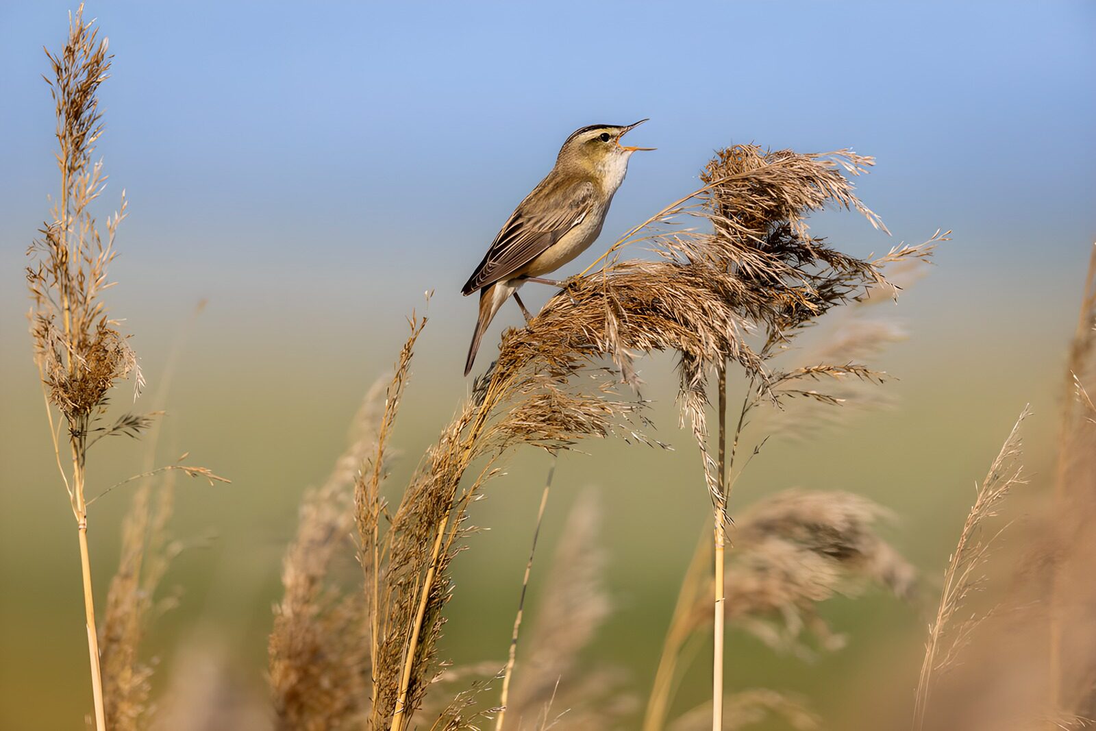 TP33497: Zingende rietzanger in het riet