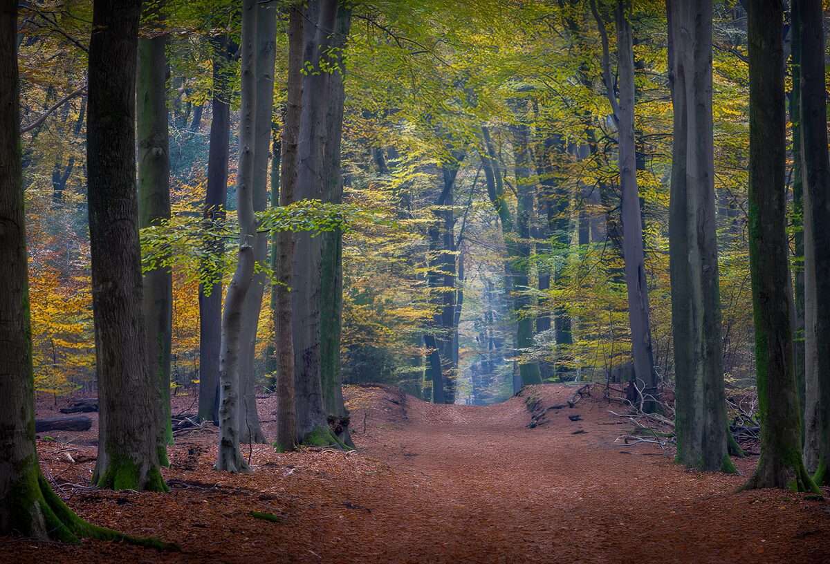TP47205: Kleurrijke herfstwandeling in het bos