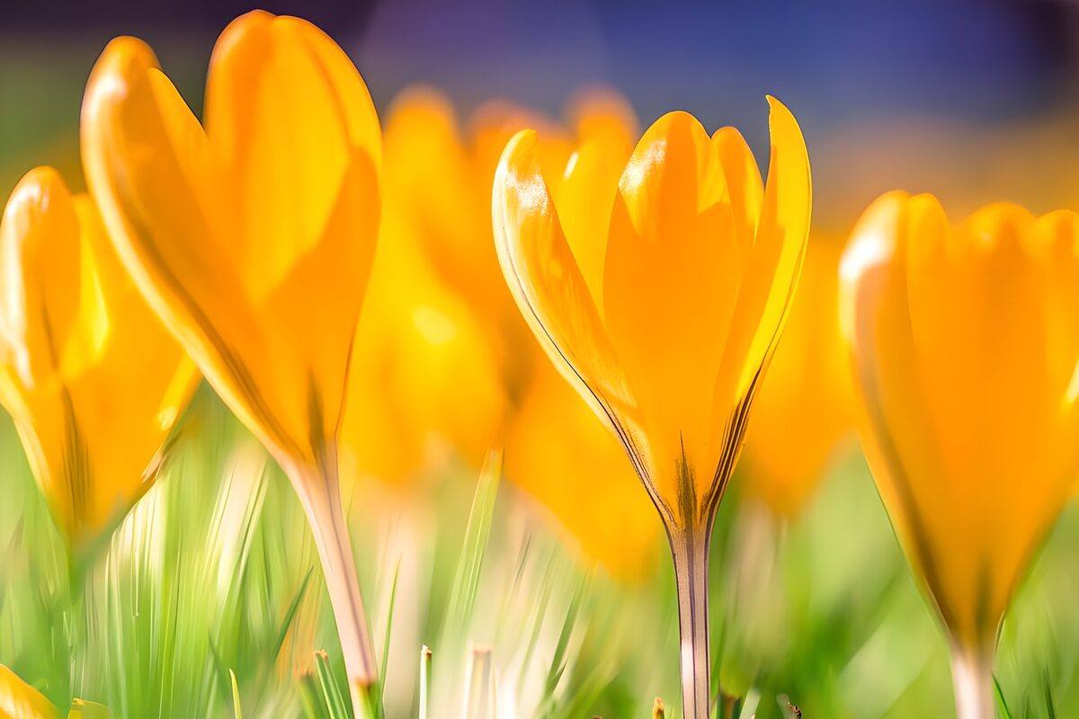 Dromerige gele krokus