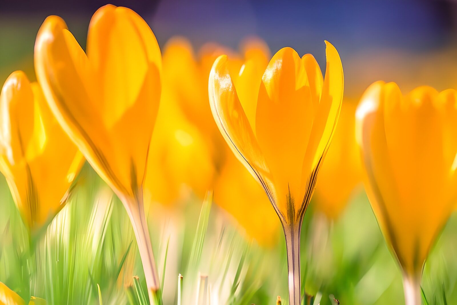 TP55844: Dromerige gele krokus