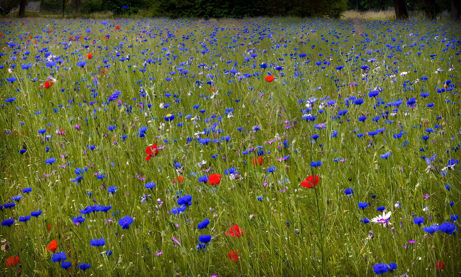 TP87312: Kleurrijke bloemenweide in bloei