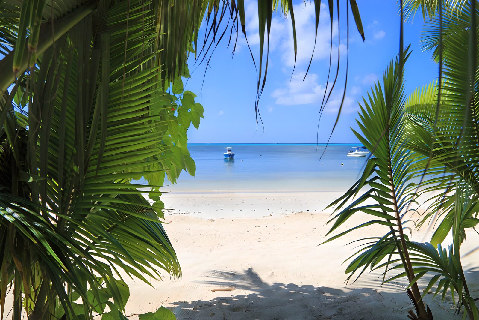 TP34045: Tropisch strand met palmbomen
