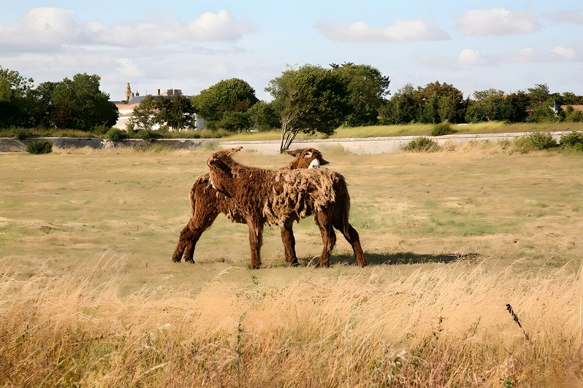 Vriendschap tussen bijzondere dieren