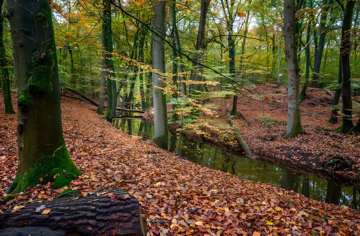 Herfst in het bos met een rustige beek