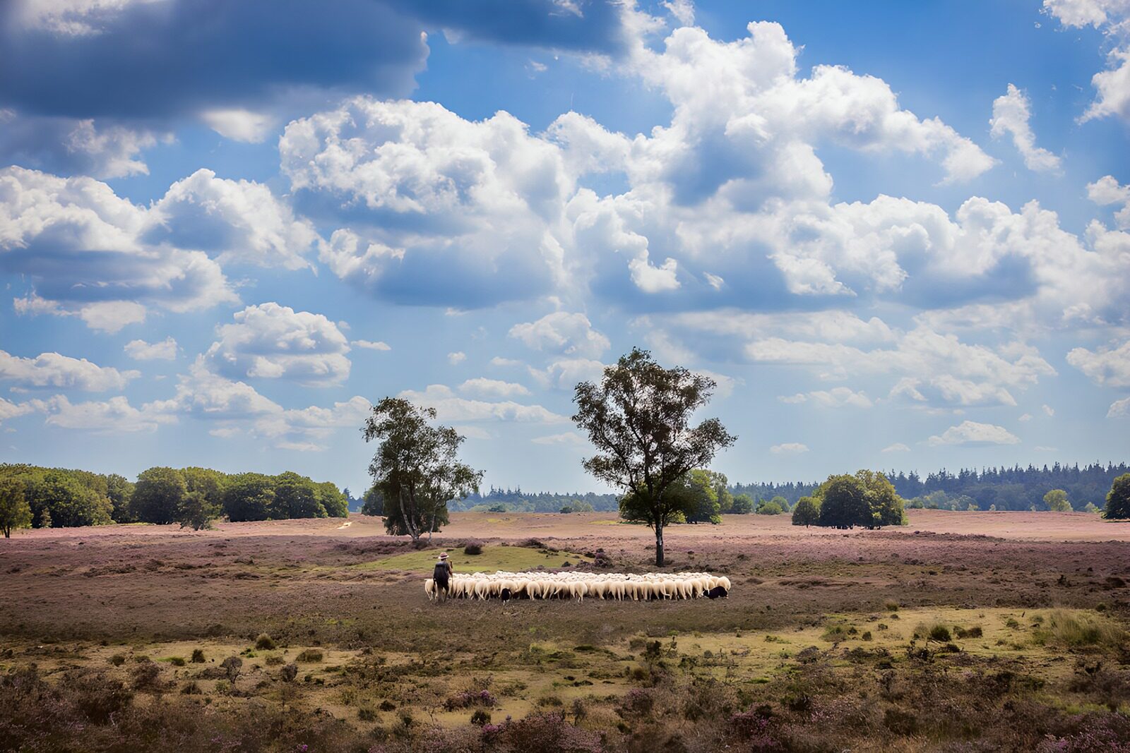 TP55272: Schapen op de heide onder een blauwe lucht