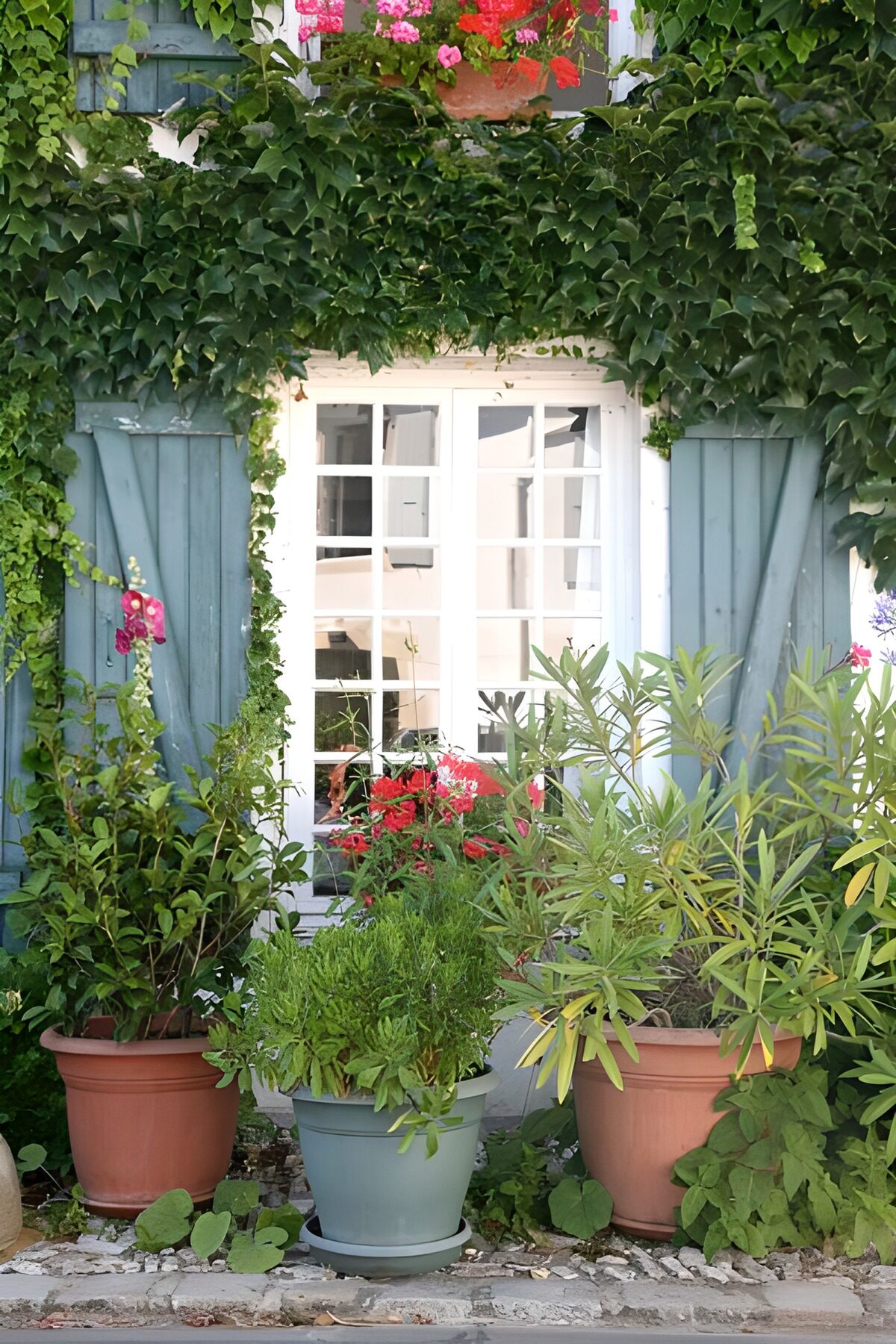 Planten en bloemen bij openstaande luikjes met klimop