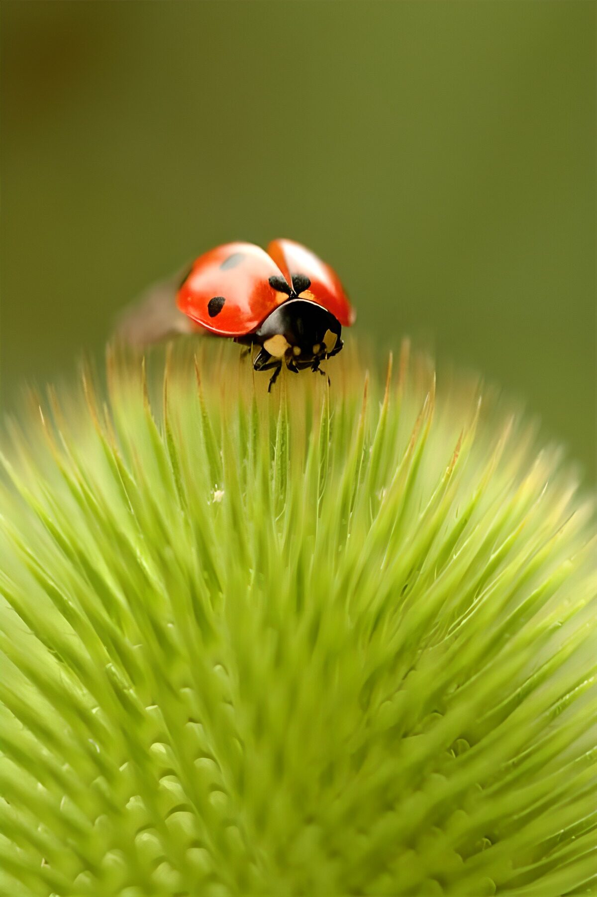 Lieveheersbeestje op groene knop