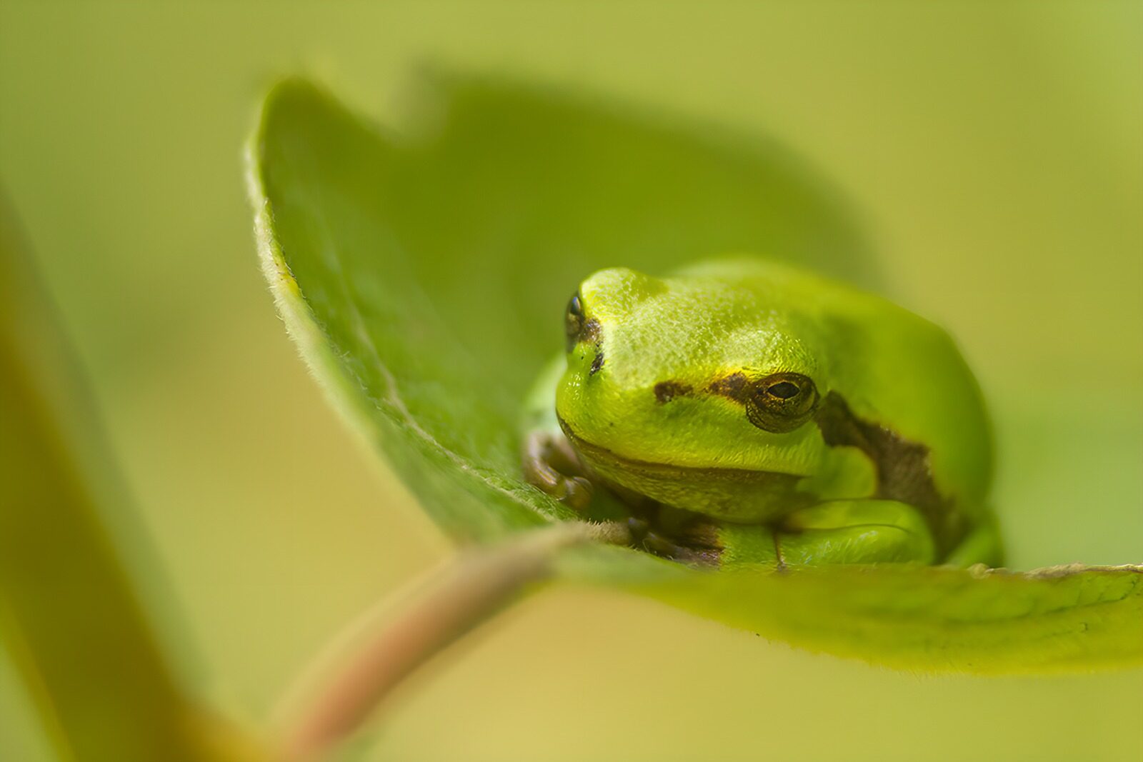 TP82988: Groene kikker op een blad