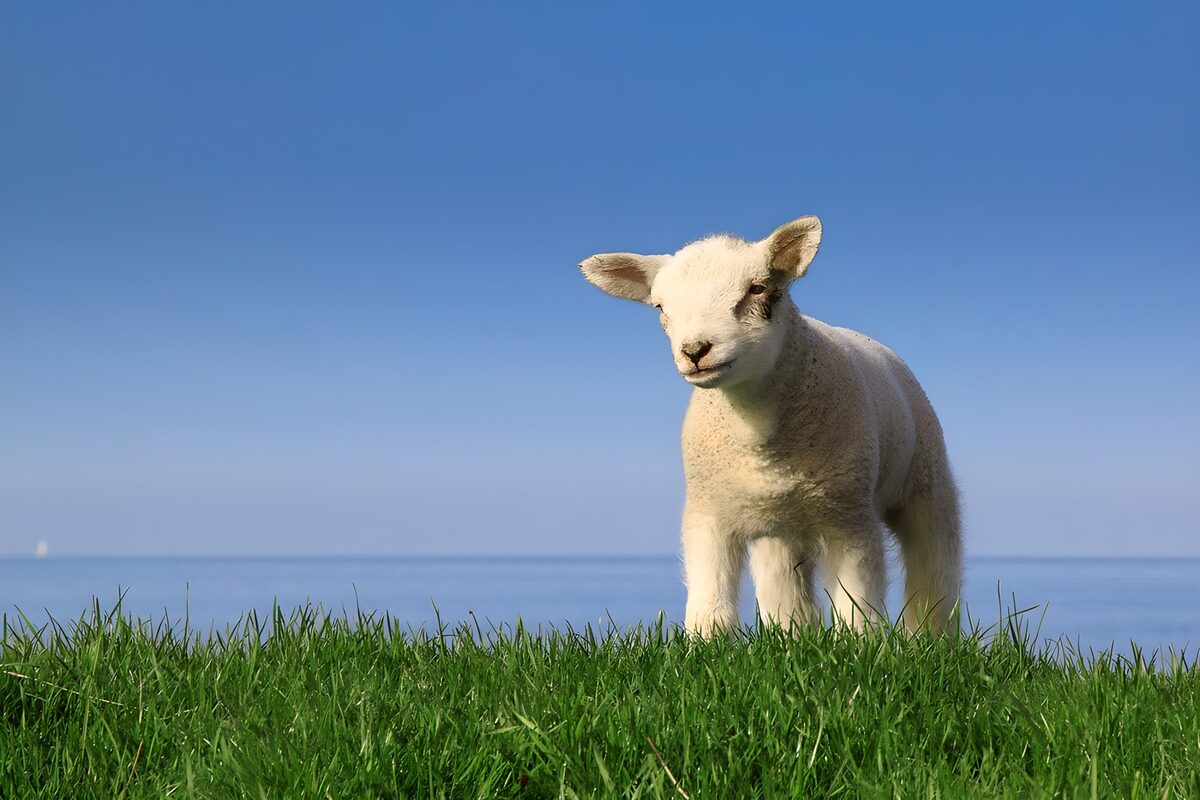 Lammetje boven op de dijk