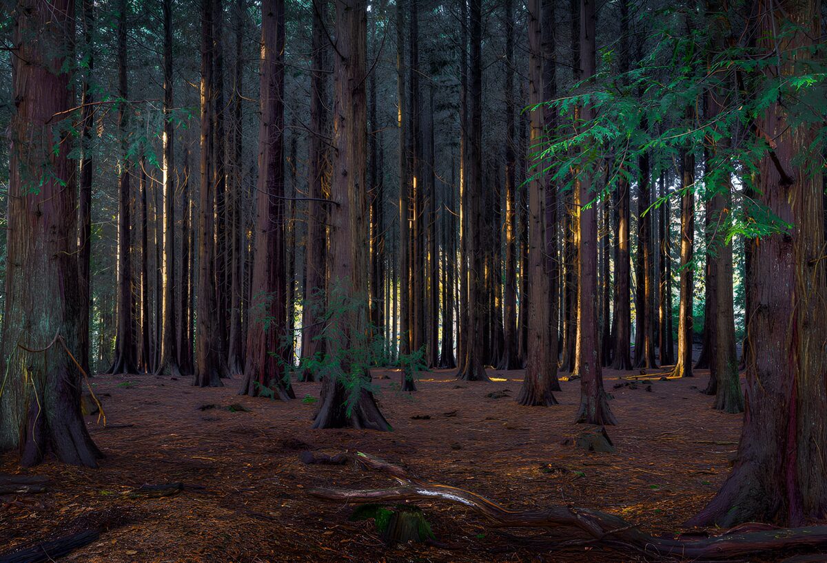 TP83391: Mystieke Bosomgeving met Hoge Bomen