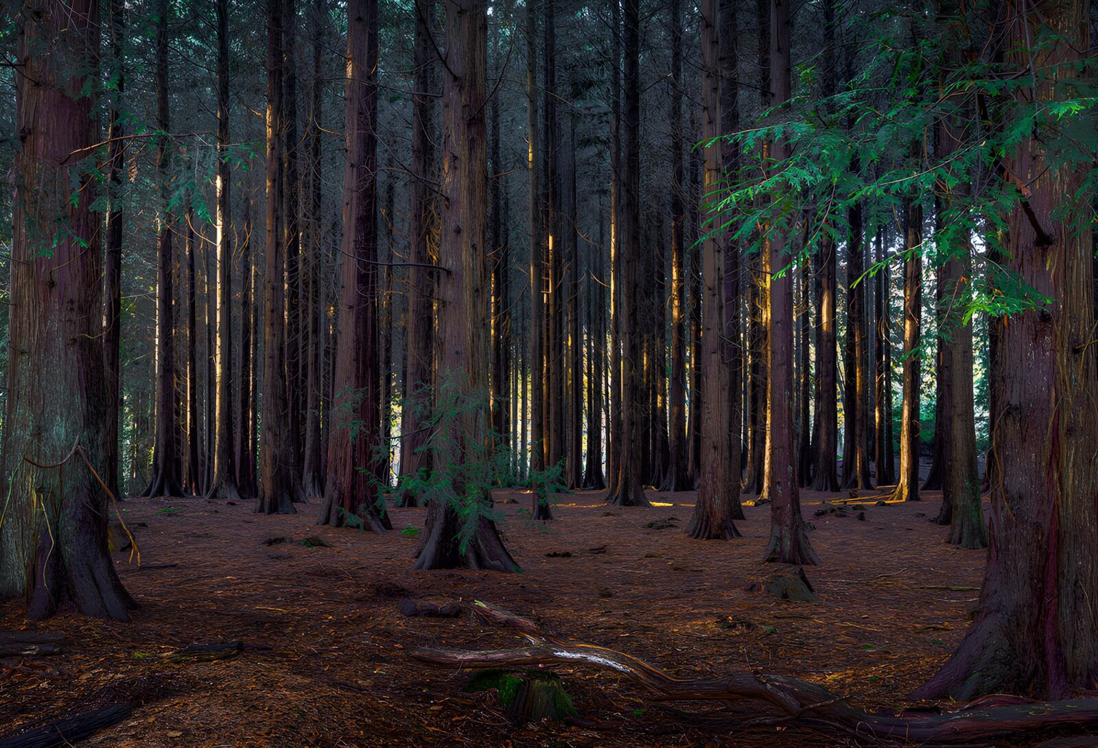 TP83391: Mystieke Bosomgeving met Hoge Bomen