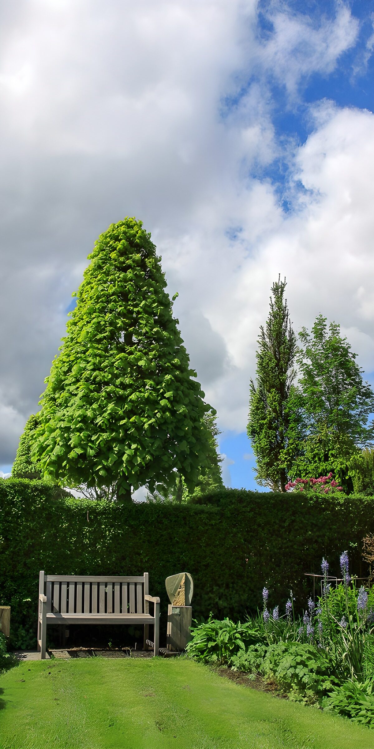 Rustige tuin met bankje en bomen