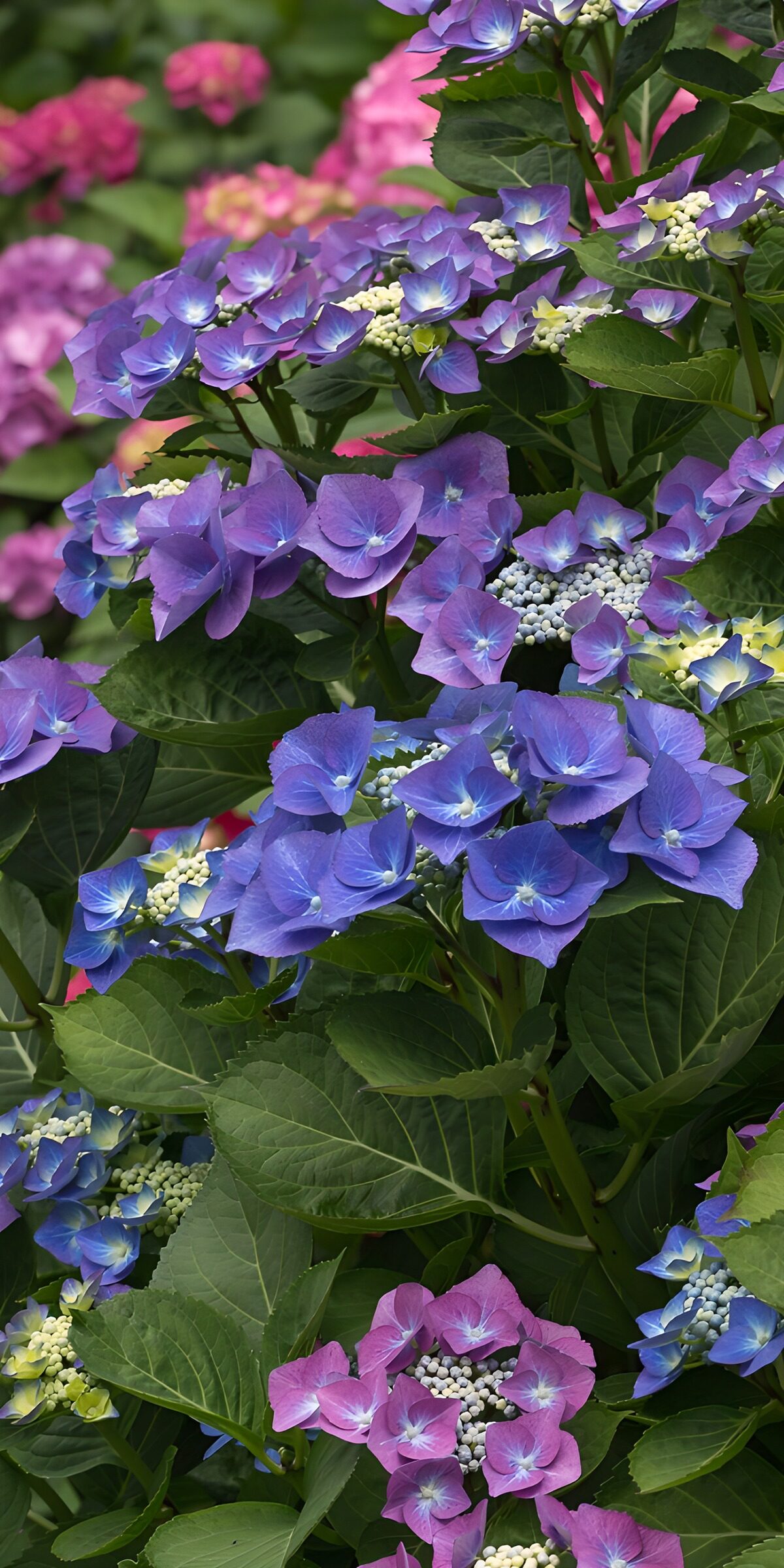 TP55459: Kleurrijke hortensia's in bloei
