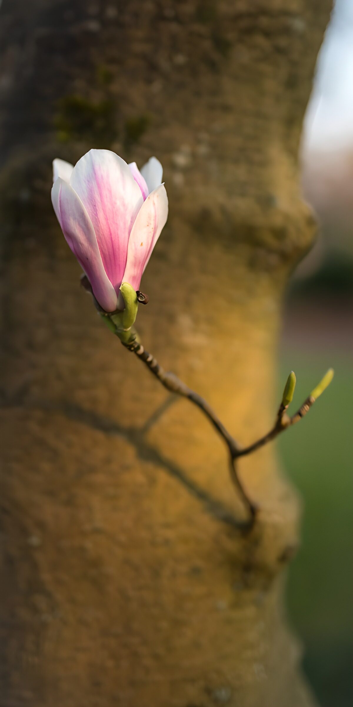 TP33371: Prachtige magnolia bloem in de lente