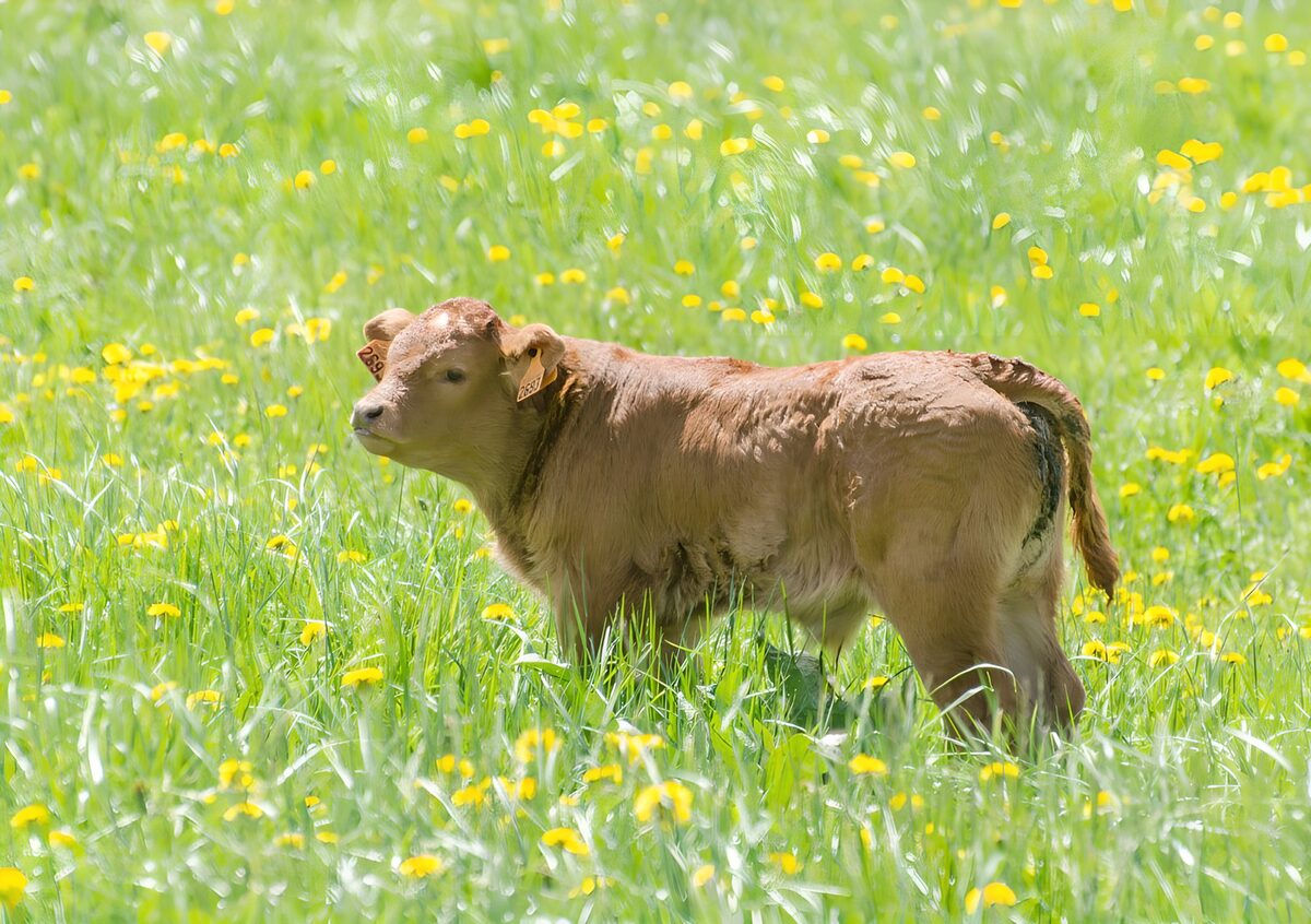 Jong kalf in een bloeiend weiland