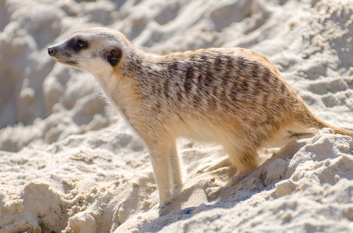 TP77564: De nieuwsgierige suricata in het zand