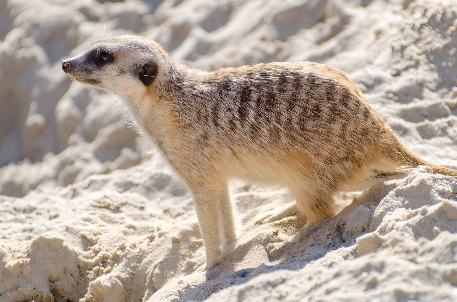 TP77564: De nieuwsgierige suricata in het zand