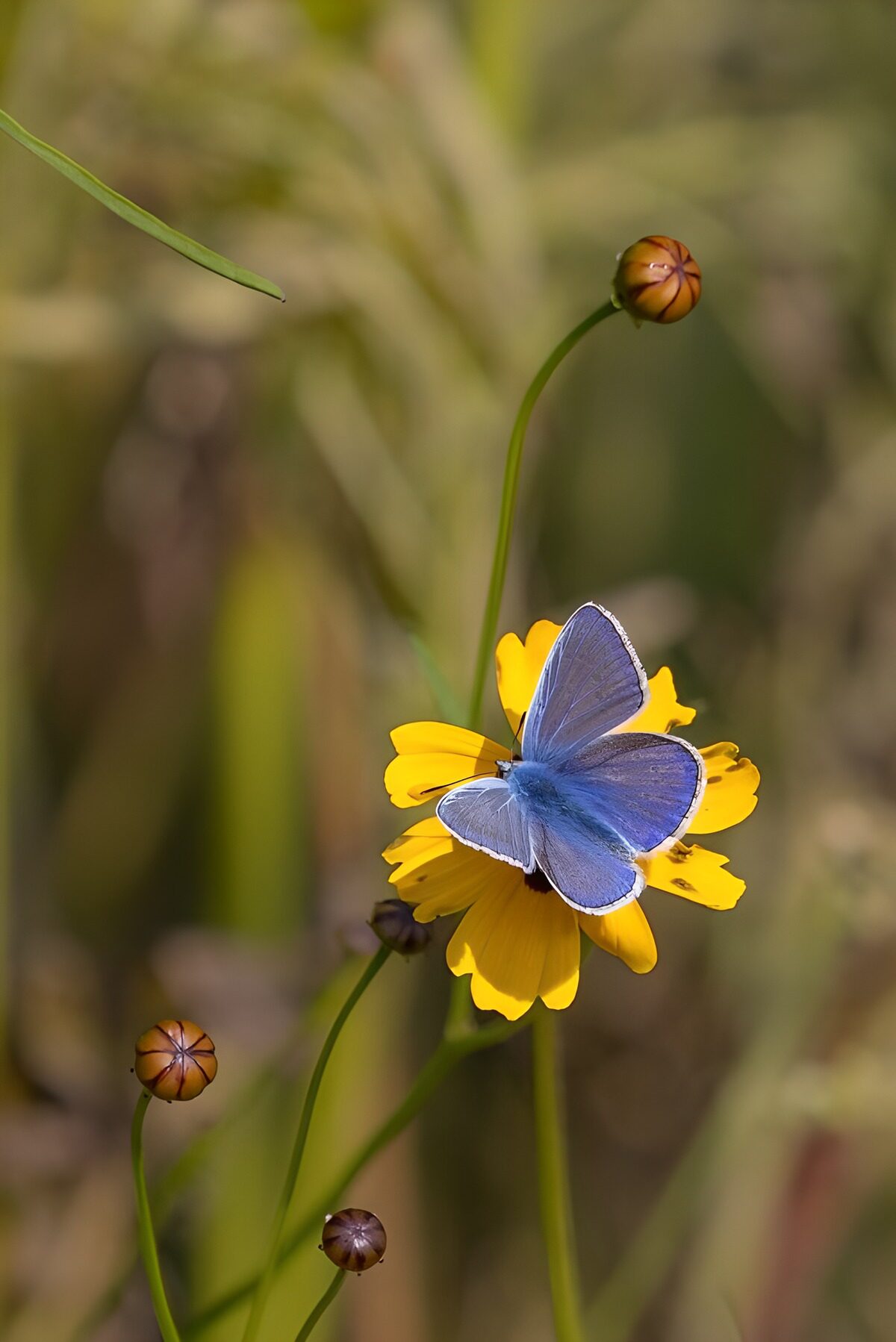 Blauwe vlinder op een gele bloem