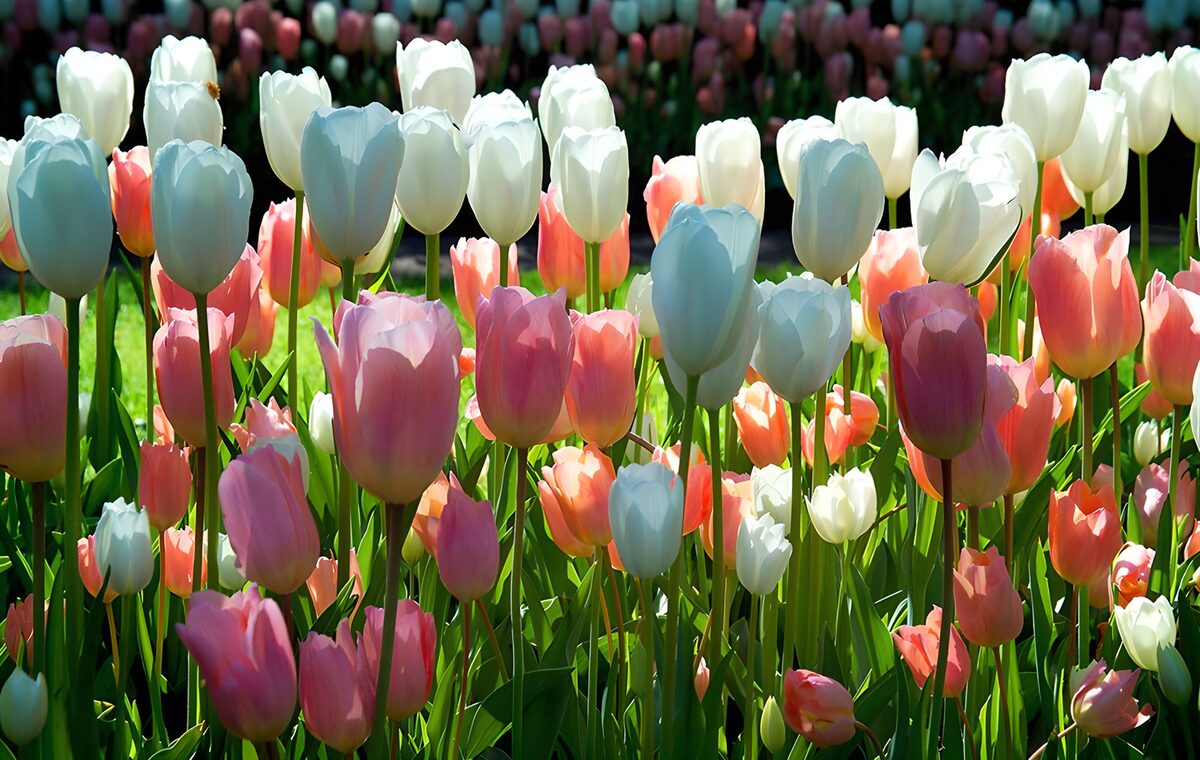 Blooming spring tulips