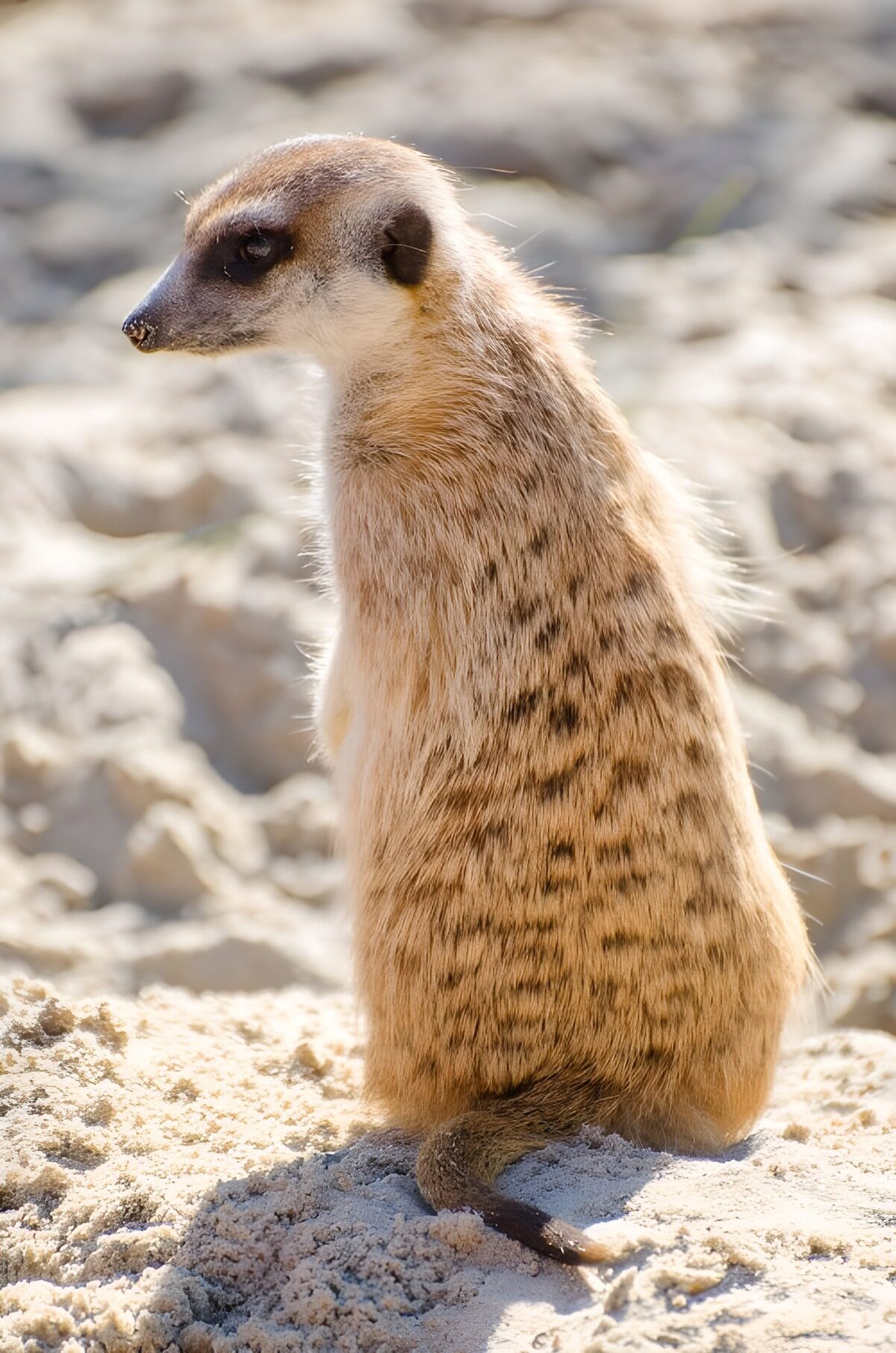 Kijkende meerkat in de zon