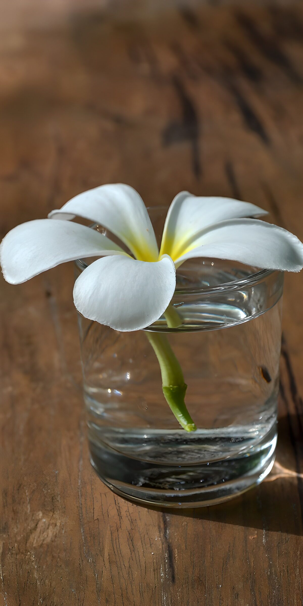 Elegante witte bloem in glas