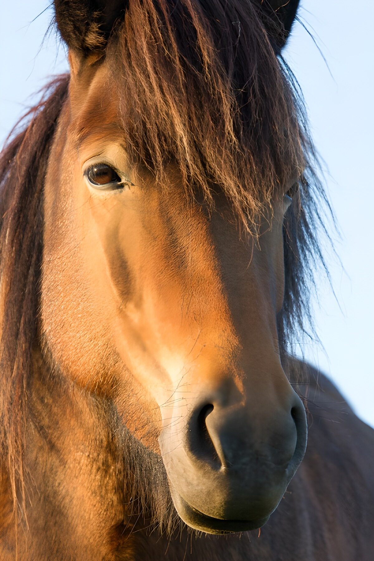 TP32106: Dichtbij een prachtig bruin paard