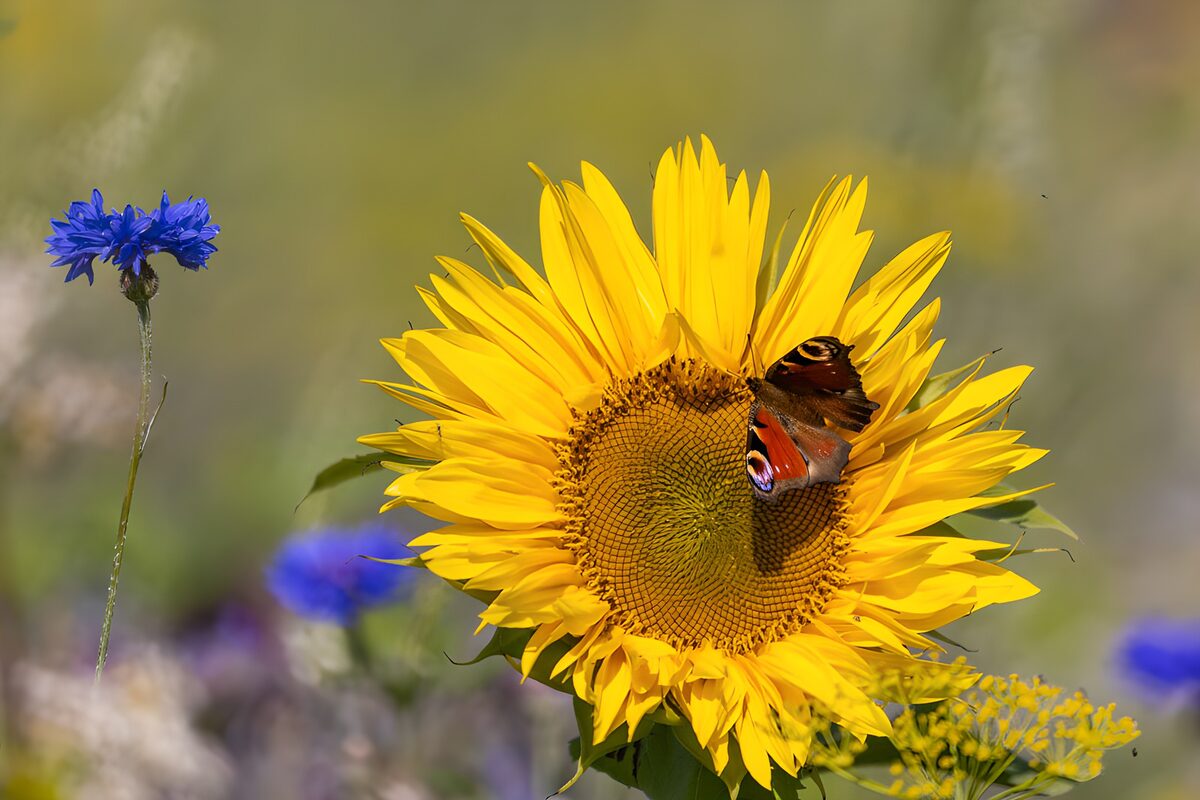 TP44048: Vlinder op een zonnebloem in bloei