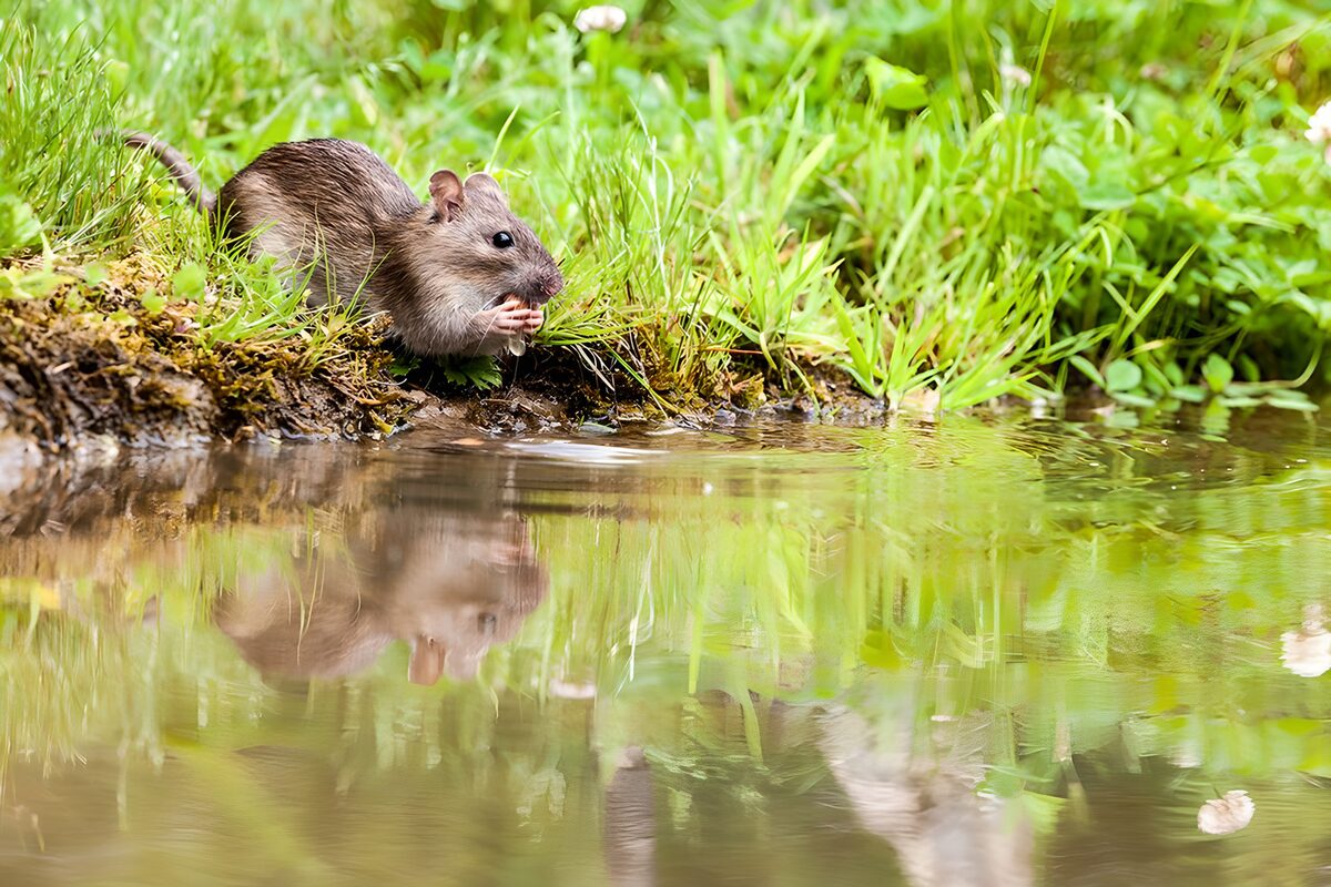 Rat aan de rand van een poel