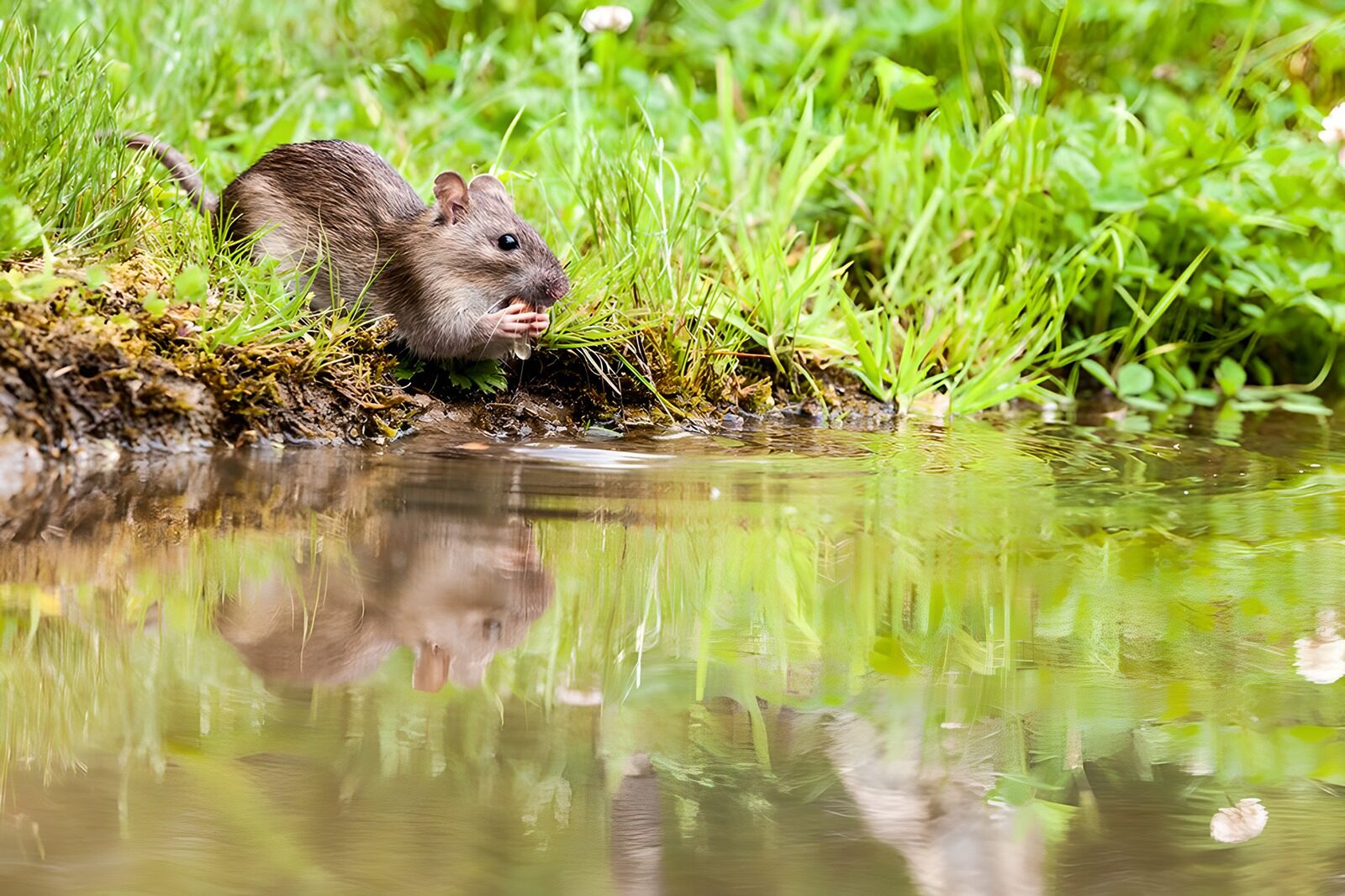 TP33875: Rat aan de rand van een poel