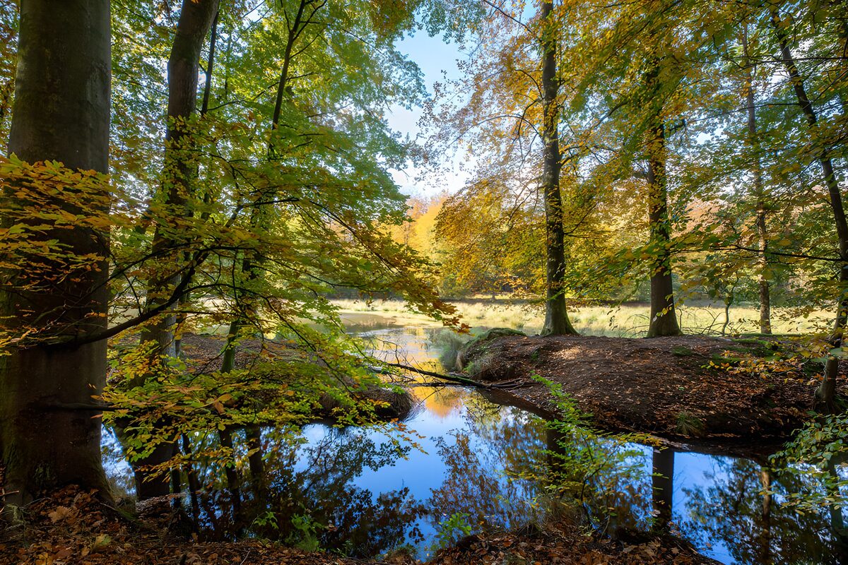 Rustgevende Herfstdag in het Bos