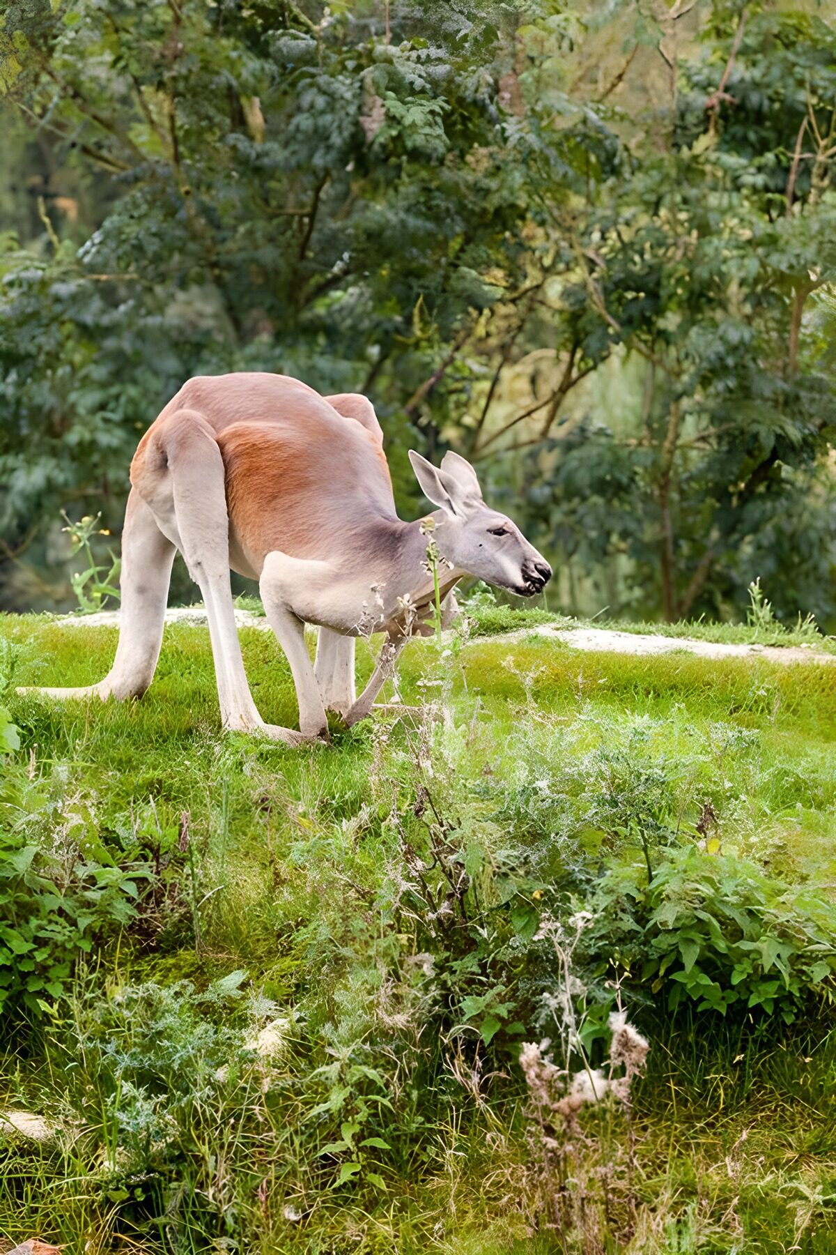 Kangaroo in het groen