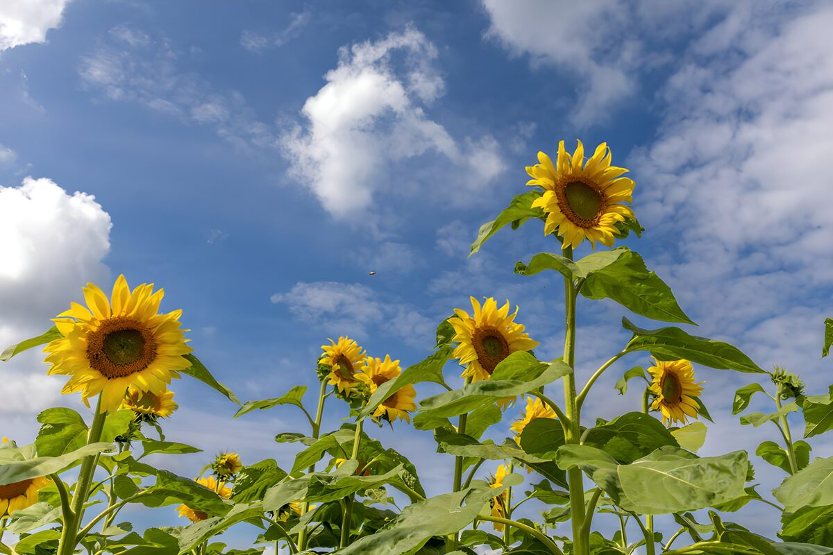 TP65087: Zonnebloemen onder een blauwe lucht